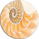 Light Brown Nautilus Shell, Abstract Art Disc Metal Wall Art, 23"
