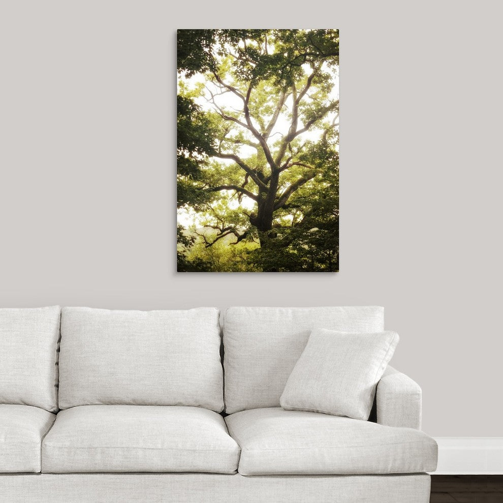 "Natural Morning Light" Wrapped Canvas Art Print, 24"x36"x1.5"