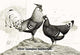 Silver Spangled Hamburghs- Gallery Wrapped Canvas Art 28" x 42"