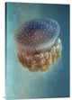 "Jellyfish Phylorhiza Punctata" Stretched Canvas Giclee by Yaron Halevy, 20x30"