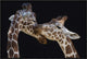 "The Kiss" Framed Canvas Giclee by Manfred Foeger, 31x21"