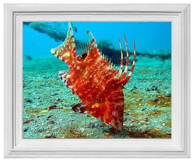 Ready2hangart Christopher Doherty Photography 'Sea Life' Canvas Wall Art