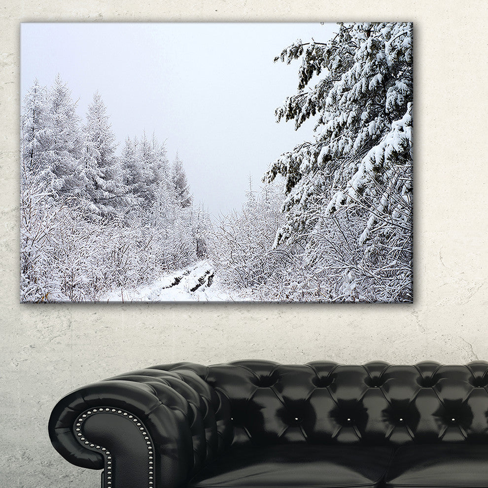 "Frosted Forest Trail in Fall" Photograph Print