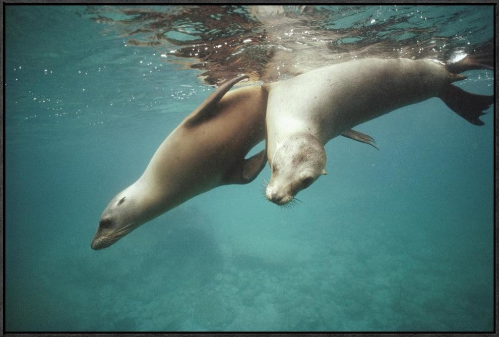 California Sea Lion Juveniles Playing, Sea Of Cortez,  Mexico, 36"x24"