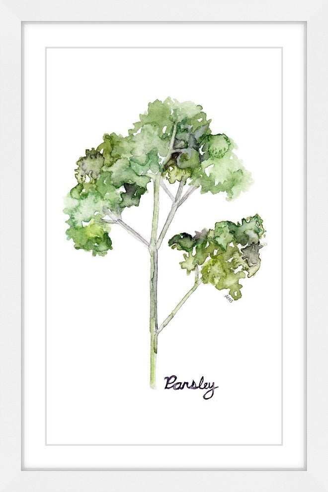 "Herb Parsley" Framed Print by Rachel Byler