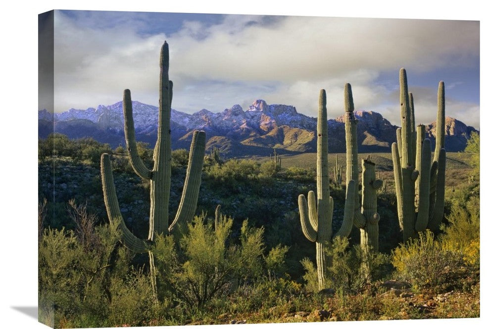 "Saguaro Cacti And Santa Catalina Mountains, Arizona" Artwork, 24" x 18"