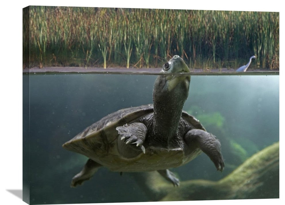 "Turtle Breathing At Surface, Jurong Bird Park, Singapore" Artwork, 32" x 24"