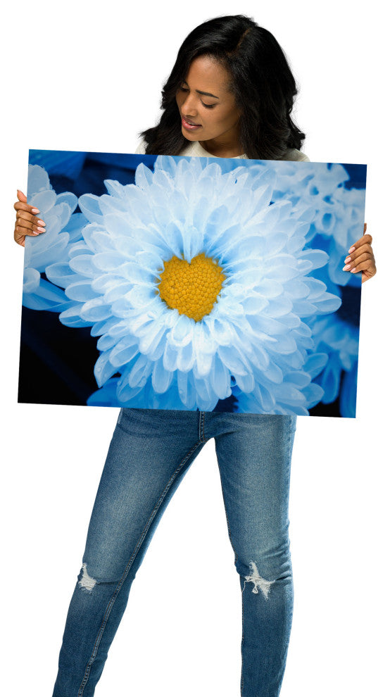 Blue Tinted Chrysanthemums Floral Nature Photo Loose Wall Art Print, 18" X 24"