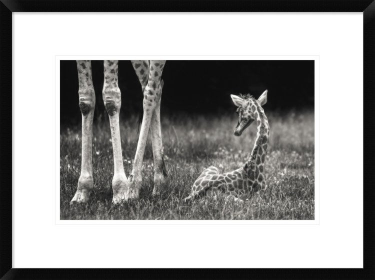 "Well Protected" Framed Digital Print by Andreas Feldtkeller, 24"x18"