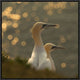 "Gannets In Sunset" Framed Canvas Giclee by Karen Kolbeck, 19x19"
