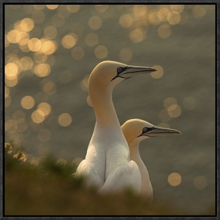 "Gannets In Sunset" Framed Canvas Giclee by Karen Kolbeck, 19x19"