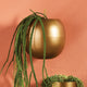 Modern Minimalist Gold Sphere Metal Wall Planter Round Brass Finish 10 in