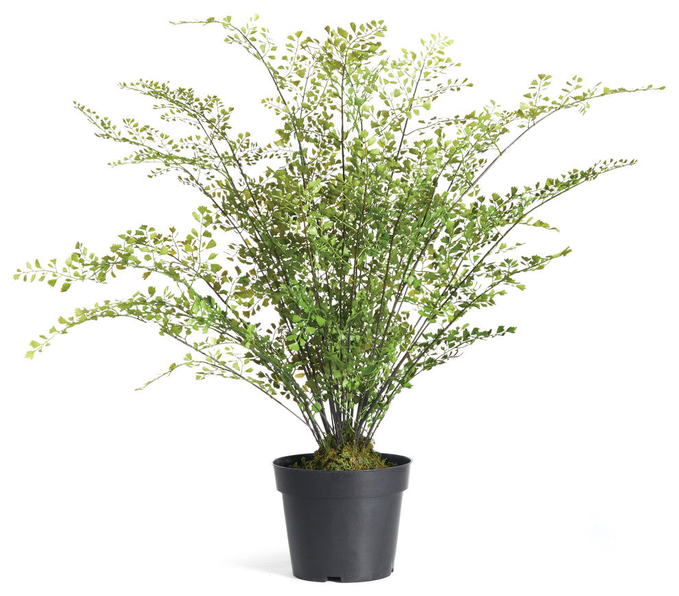 Maidenhair Drop-In 30"