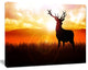 Deer on Meadow During Sunrise, Animal Canvas Art Print, 60"x28"