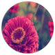Vintage Photo Of Cute Red Flowers, Flower Round Wall Art, 38"