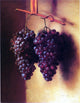 George Henry Hall The Twins  Chianti Grapes, 21"x28" Gallery Wrapped Canvas