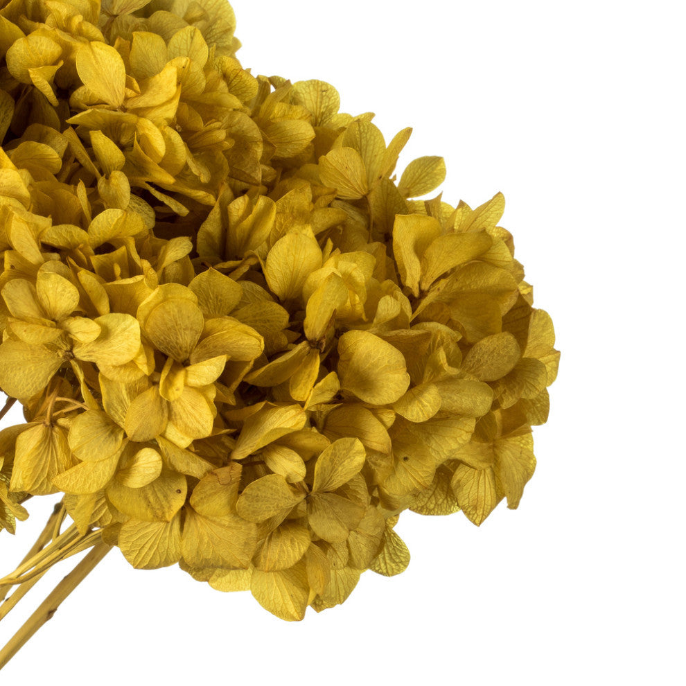 Natural Botanicals 15? Hydrangea With Multiple Branch Segments, Yellow, 15-18?