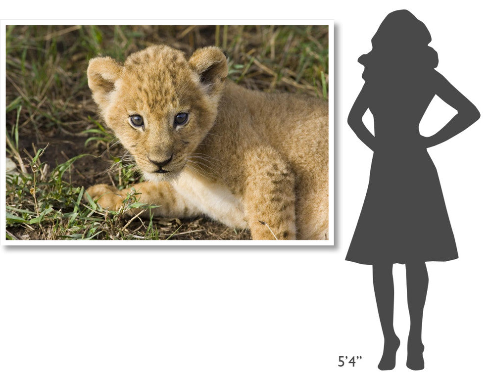 "African Lion 5 week old cub, vulnerable, Masai Mara Reserve" Paper Art, 62"x42"
