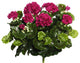 17.5" Purple Geranium Bush