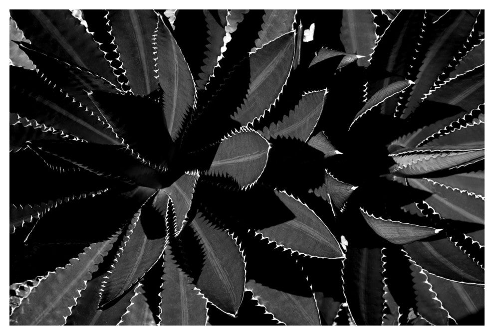 FAIRCHILD PLANT #2, Black and White, 20x30