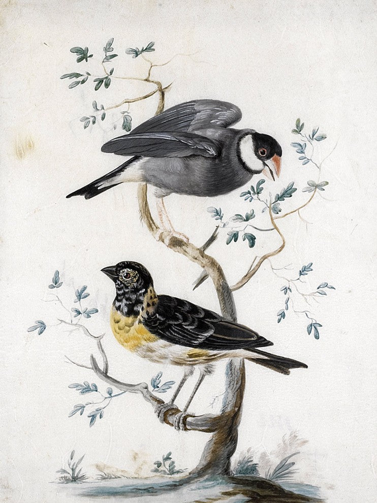 Tile Mural Two Exotic Birds By Johannes Bronckhorst, 6"x8", Glossy