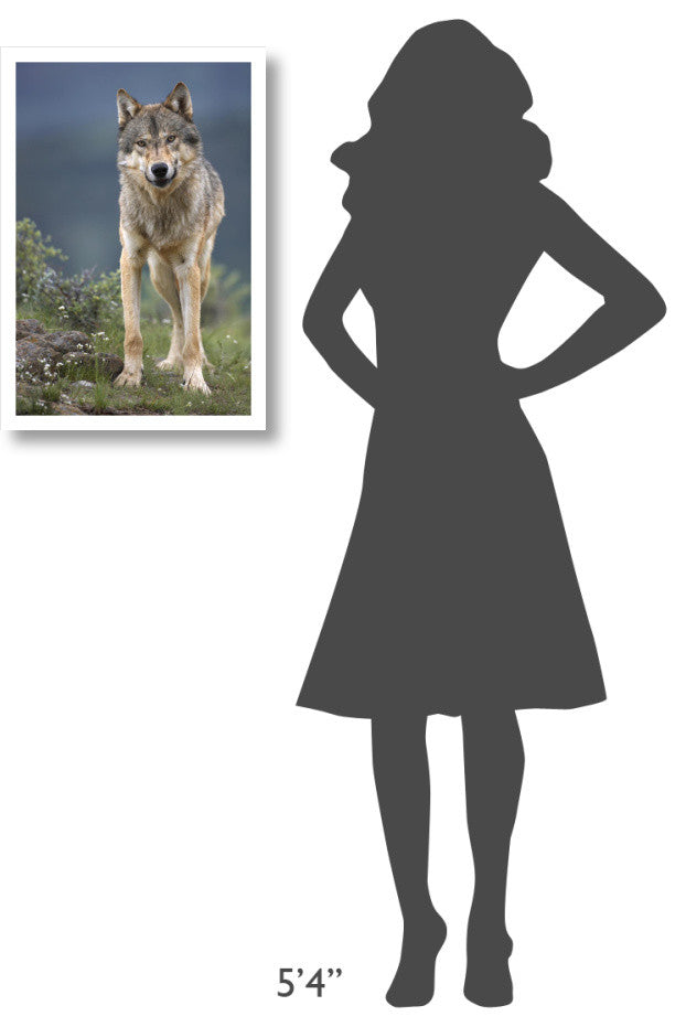 "Gray Wolf North America" Digital Paper Print by Tim Fitzharris, 18"x26"