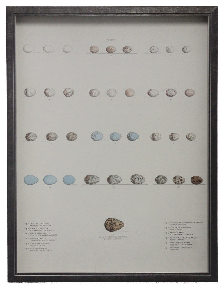 Bird Eggs Plate LXVII, Pewter Shadowbox
