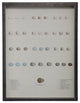 Bird Eggs Plate LXVII, Pewter Shadowbox