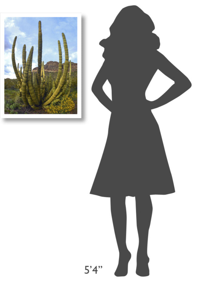 "Organ Pipe Cactus Arizona" Digital Paper Print by Tim Fitzharris, 20"x26"