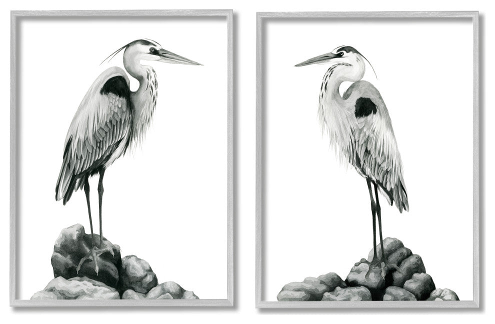 Great Herons Standing Rocks Black White Bird Portraits,11 x 14