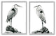 Great Herons Standing Rocks Black White Bird Portraits,11 x 14