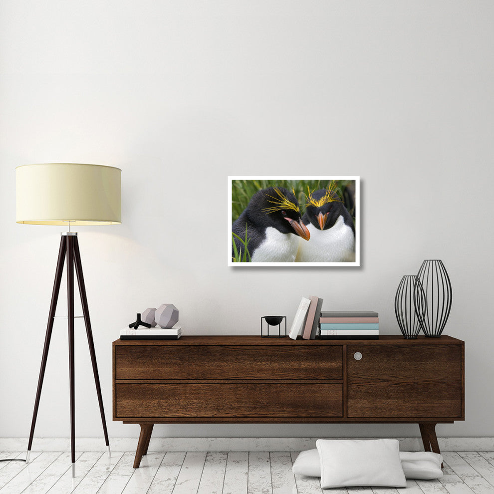"Macaroni Penguin pair, Cooper Bay, South Georgia Island" Paper Art, 32"x22"