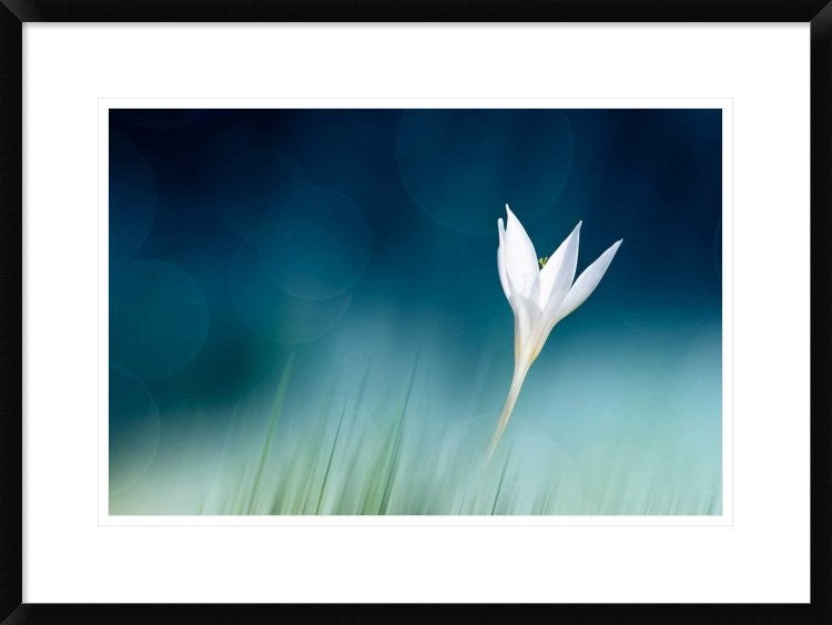 "Lonely" Framed Digital Print by Doris Reindl, 30x22"