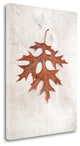 "Floral - 27" By Alan Blaustein, Giclee Print on Gallery Wrap Canvas