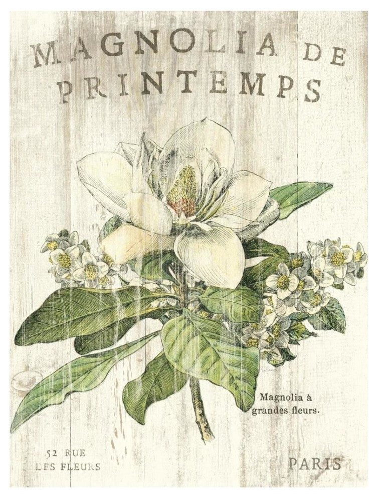"Magnolia de Printemps" Digital Paper Print by Sue Schlabach, 26"x34"