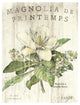 "Magnolia de Printemps" Digital Paper Print by Sue Schlabach, 26"x34"