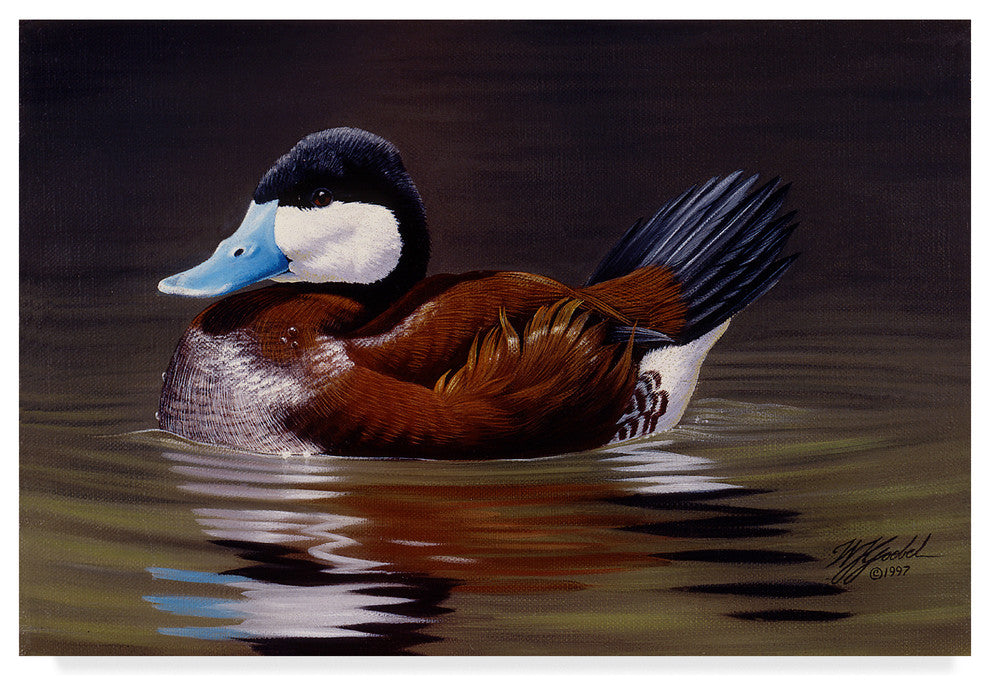Wilhelm Goebel 'Ruddy Duck' Canvas Art, 32"x22"