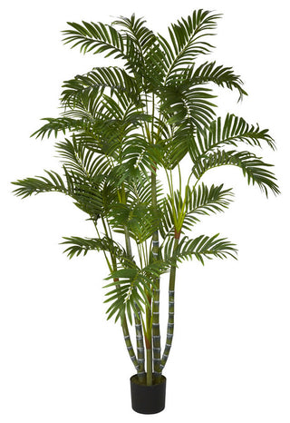5' Areca Silk Tree