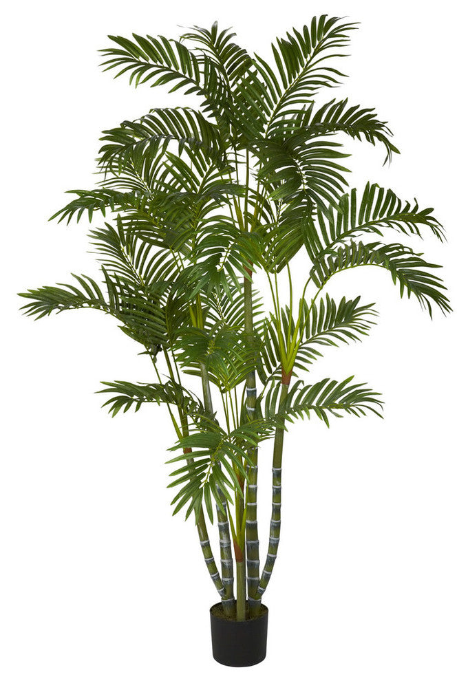 5' Areca Silk Tree