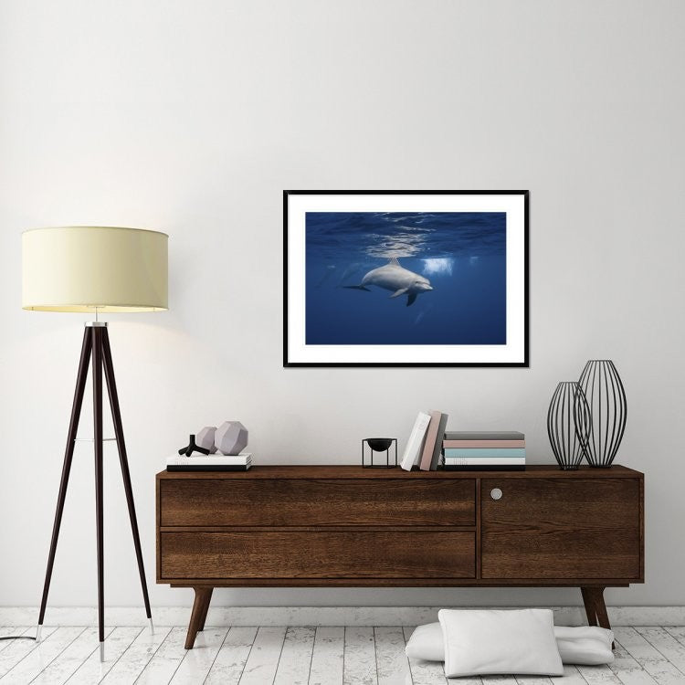 "Curious Dolphin" Framed Digital Print by Barathieu Gabriel, 44x32"
