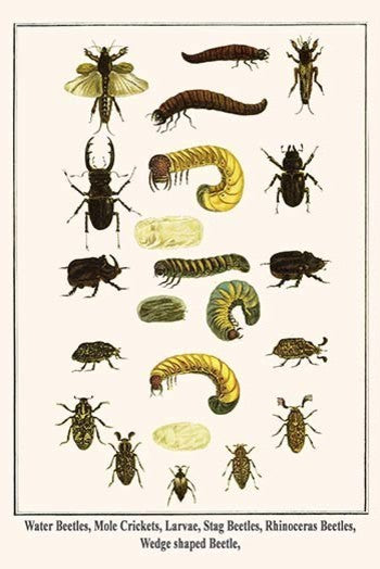 Water Beetles, Mole Crickets, Larvae, Stag Beetles, Rhinoceras Beetles, Wedge Sh