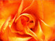 Our Original Collection Orange Rose Closeup Premium Canvas Print