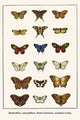 Butterflies, Caterpillars, Pearl Charaxes, Autumn Leafs