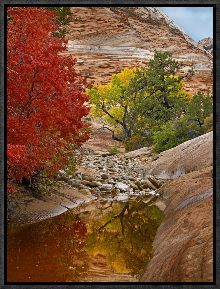 Maple and Cottonwood Autumn Foliage, Zion National Park, Utah, 12"x16"