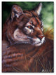 Jenny Newland 'Watchful Eyes II' Canvas Art, 32x24