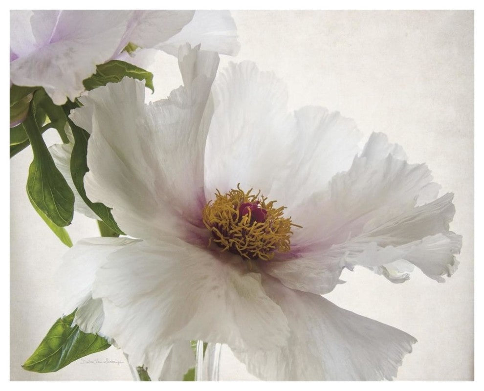 "Translucent Peony VI" Digital Paper Print by Debra Van Swearingen, 26"x22"