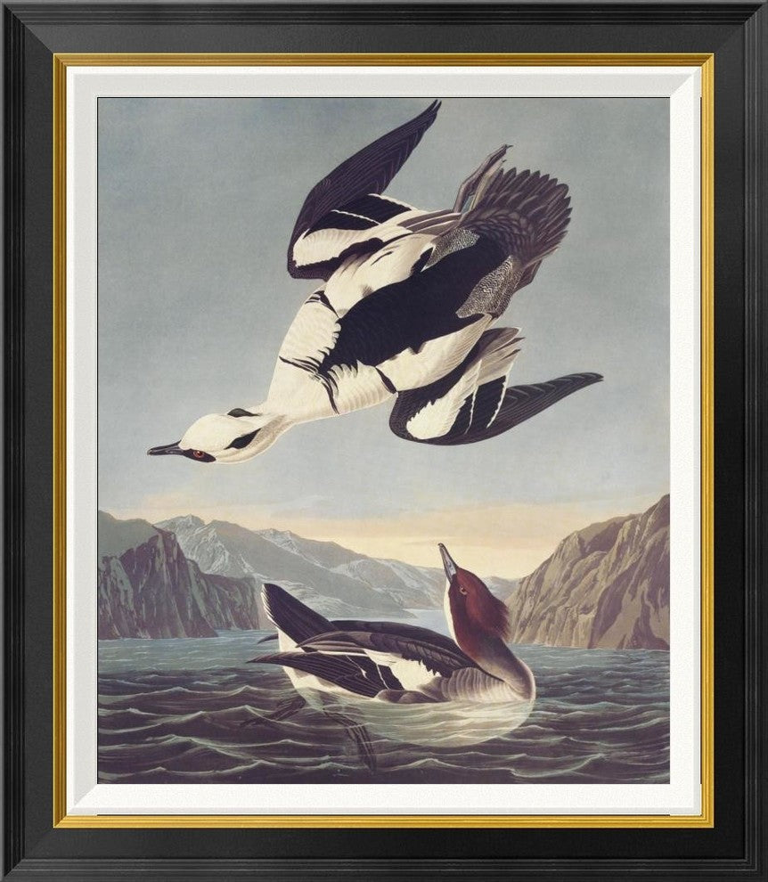 "Smew Or White Nun" Framed Canvas Giclee by John James Audubon, 25x28"
