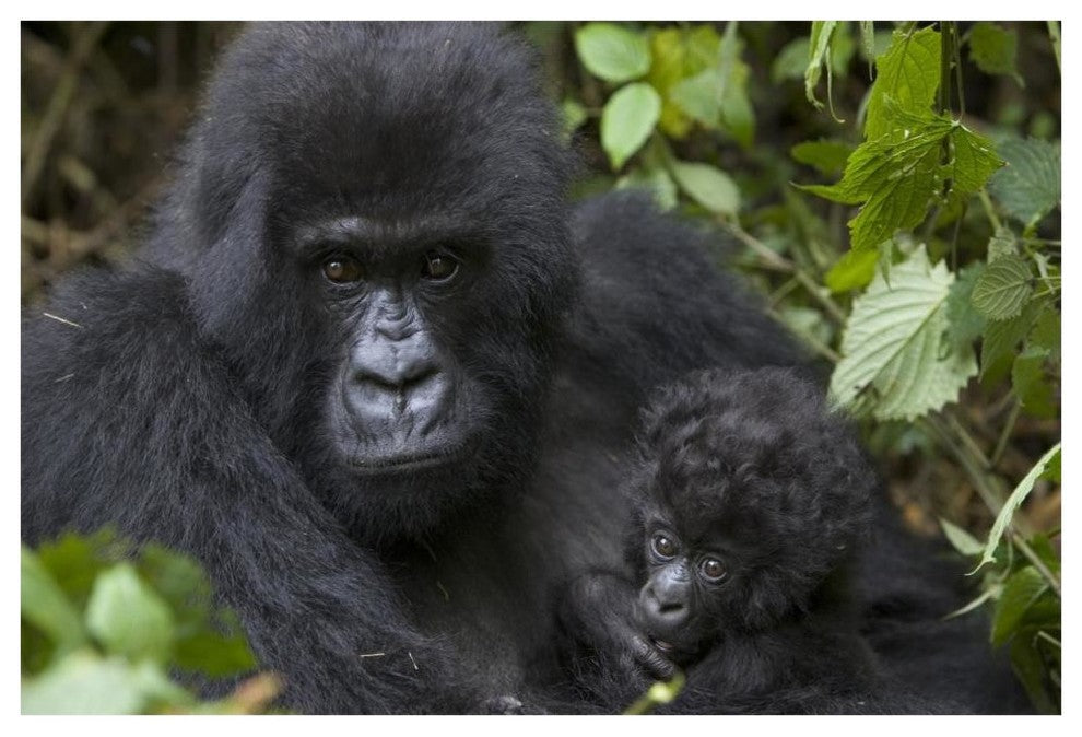 "Gorilla mother and infant, Parc National Des Volcans" Paper Art, 62"x42"
