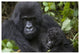 "Gorilla mother and infant, Parc National Des Volcans" Paper Art, 62"x42"