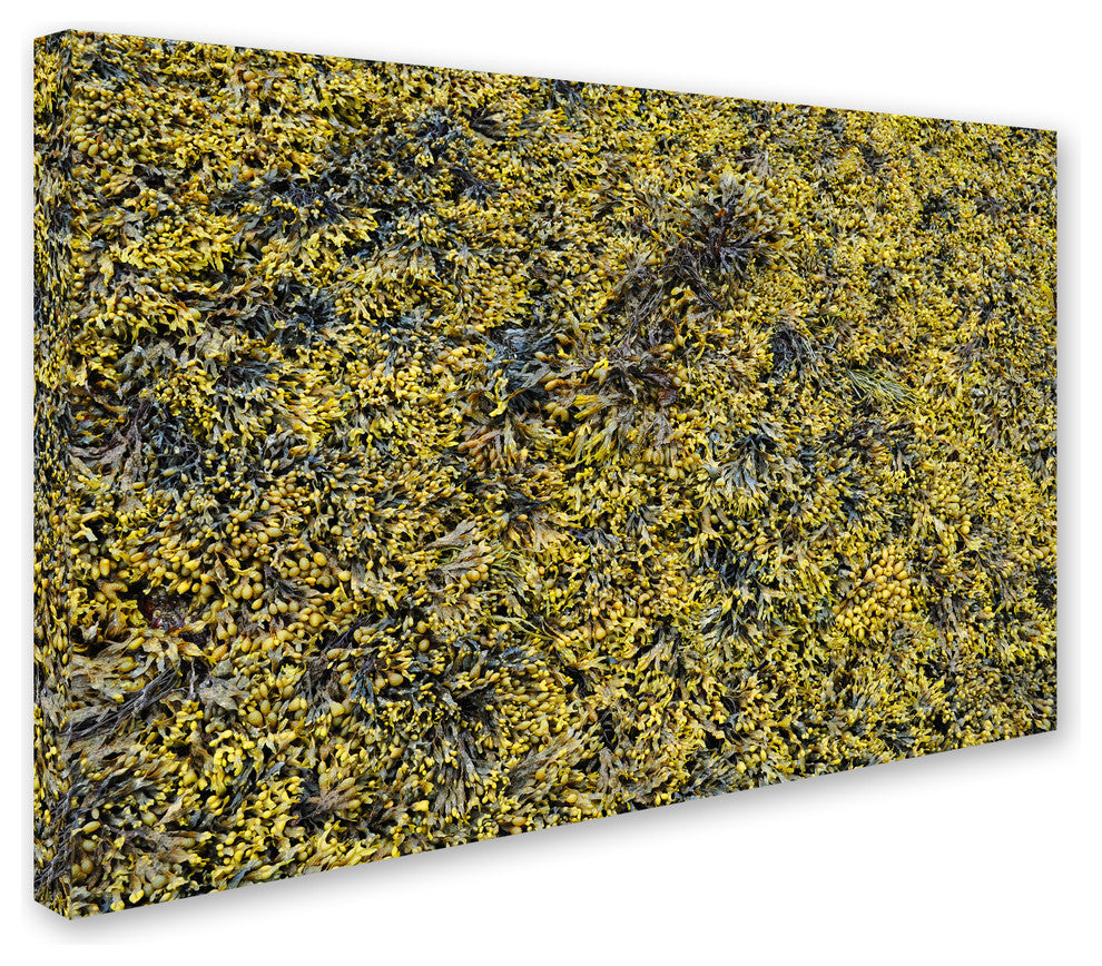 Nicole Dietz ''Seaweed'' Canvas Art, 24x16